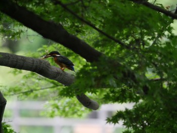 カワセミ 東京都 2019年5月22日(水)