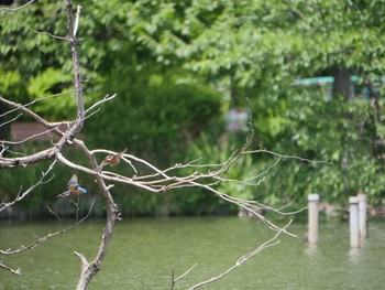 カワセミ 東京都 2019年5月22日(水)