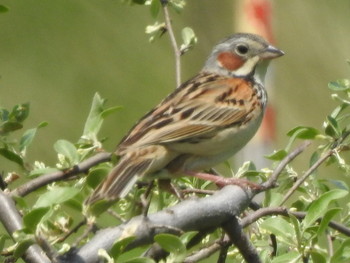 Chestnut-eared Bunting 札幌 Wed, 5/22/2019