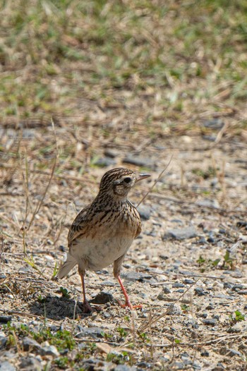 Eurasian Skylark 平城宮跡 Tue, 5/21/2019