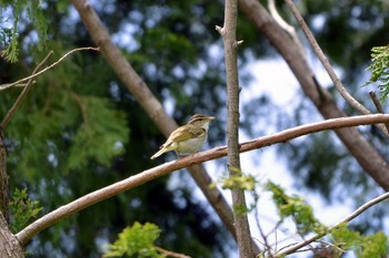 2019年5月22日(水) 三河湖園地の野鳥観察記録