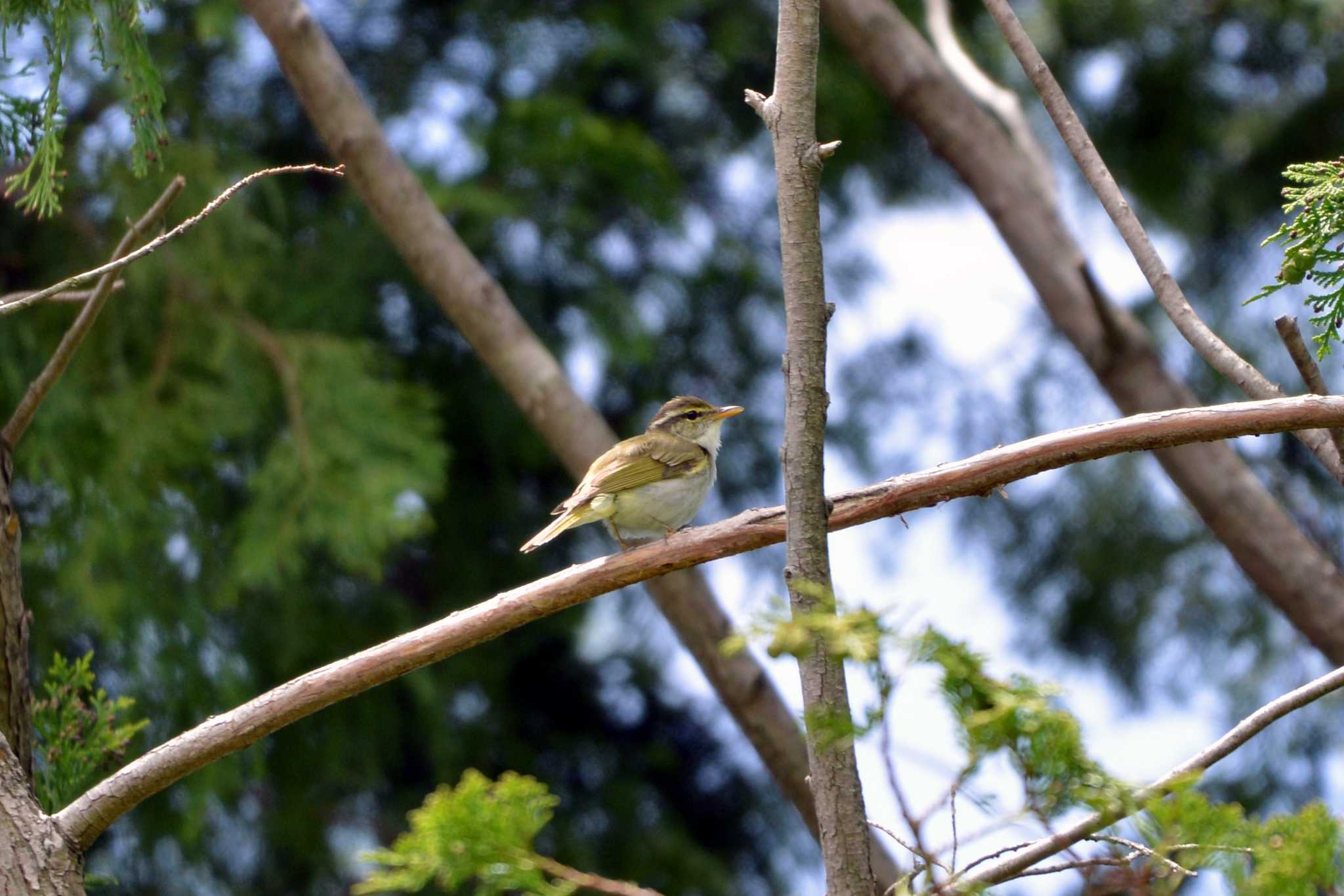 Photo of Eastern Crowned Warbler at 三河湖園地 by ポッちゃんのパパ