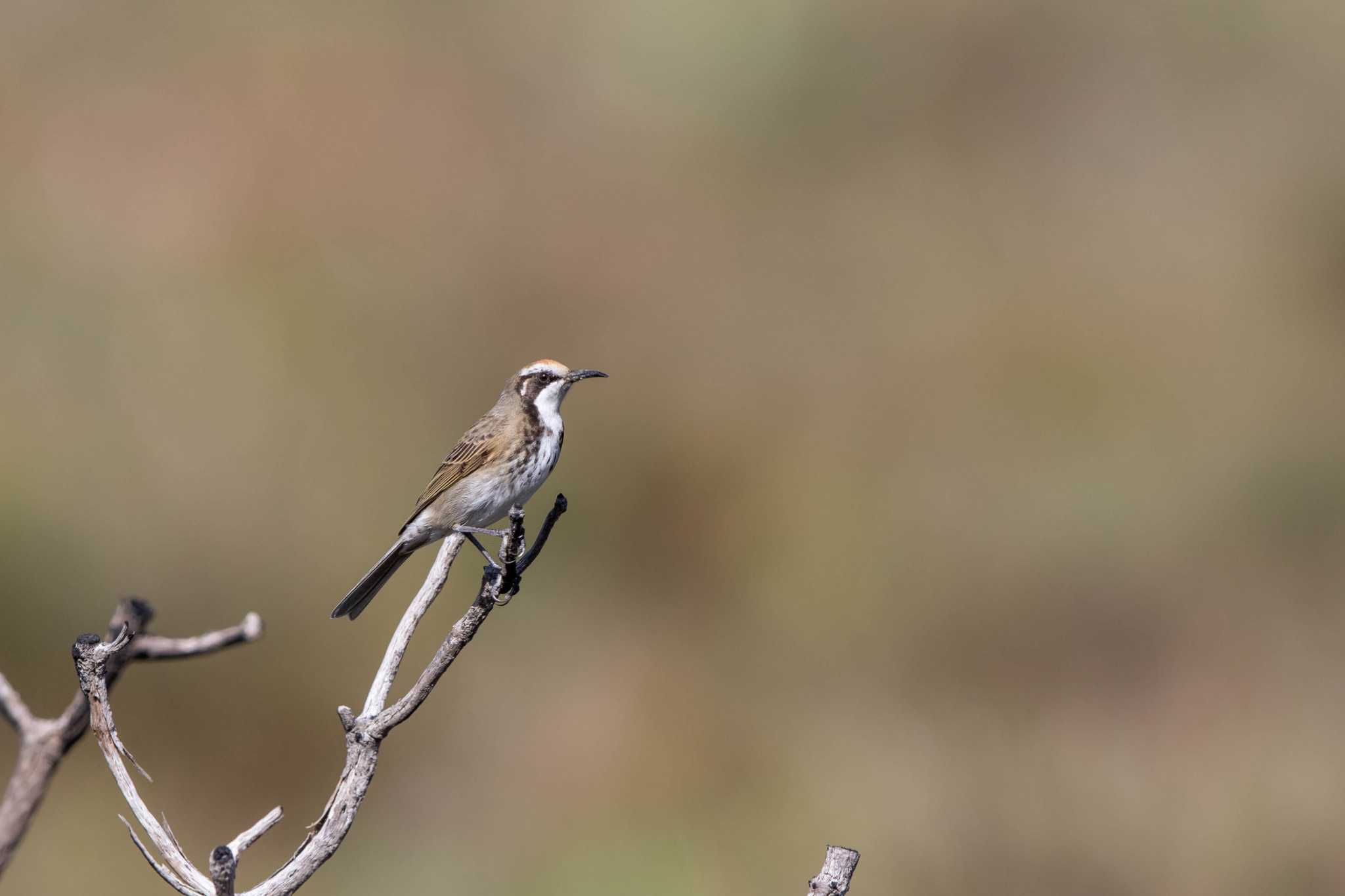 Tawny-crowned Honeyeater