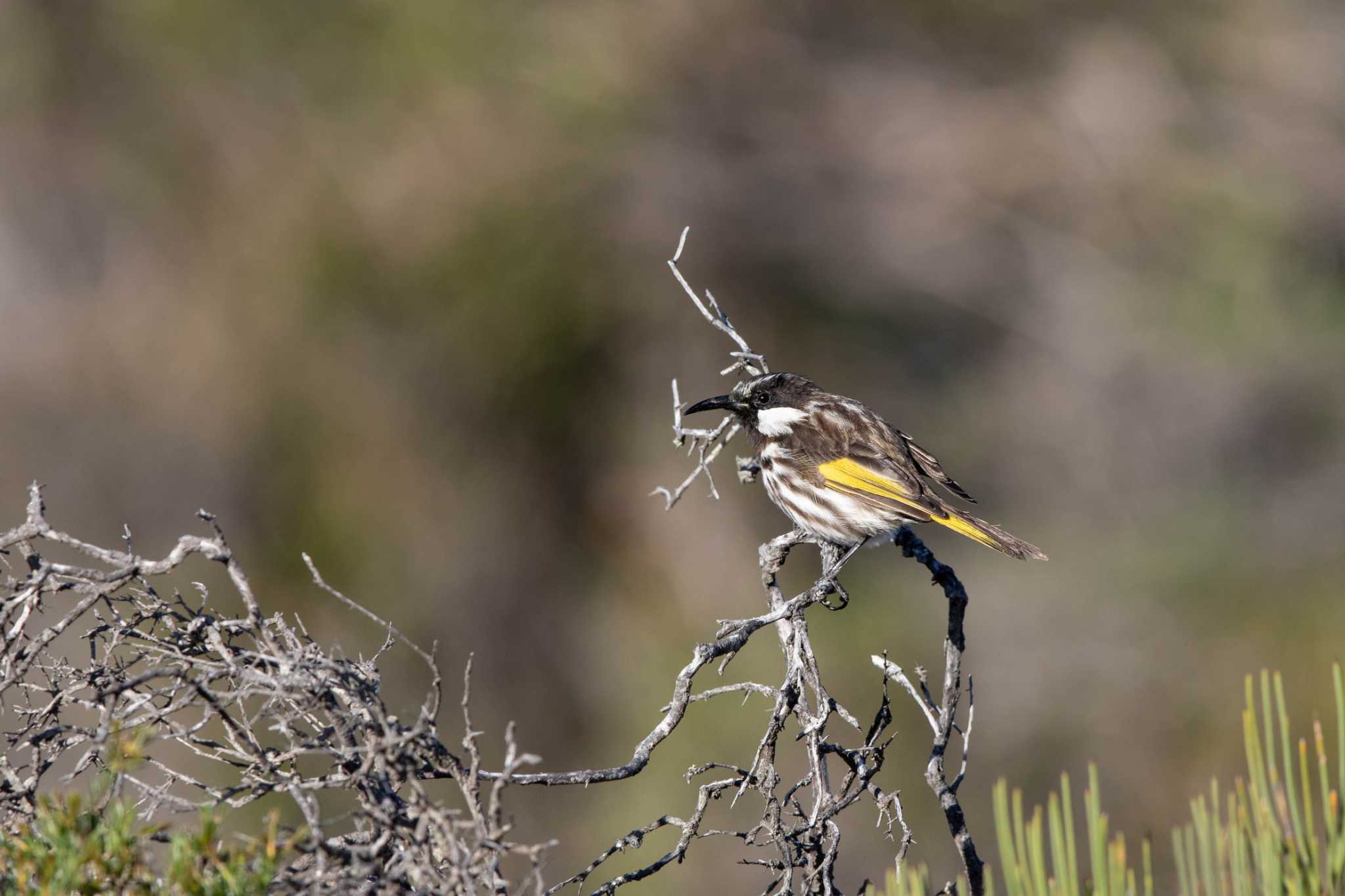 Photo of White-cheeked Honeyeater at Cheynes Beach by Trio