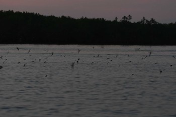 リュウキュウツバメ Koh Phra Thong National Park 2019年2月26日(火)