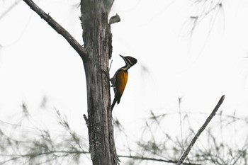 Common Flameback Koh Phra Thong National Park Tue, 2/26/2019