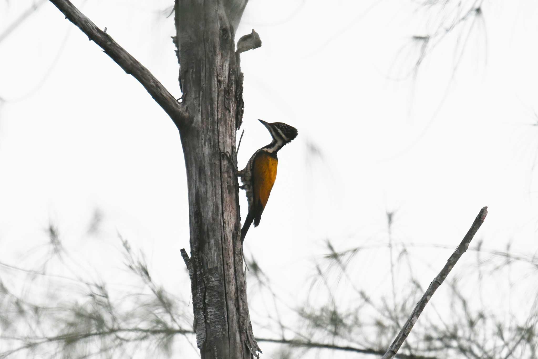 Common Flameback