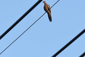 カノコバト Koh Phra Thong National Park 2019年2月26日(火)