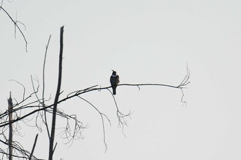 Black Baza Koh Phra Thong National Park Tue, 2/26/2019