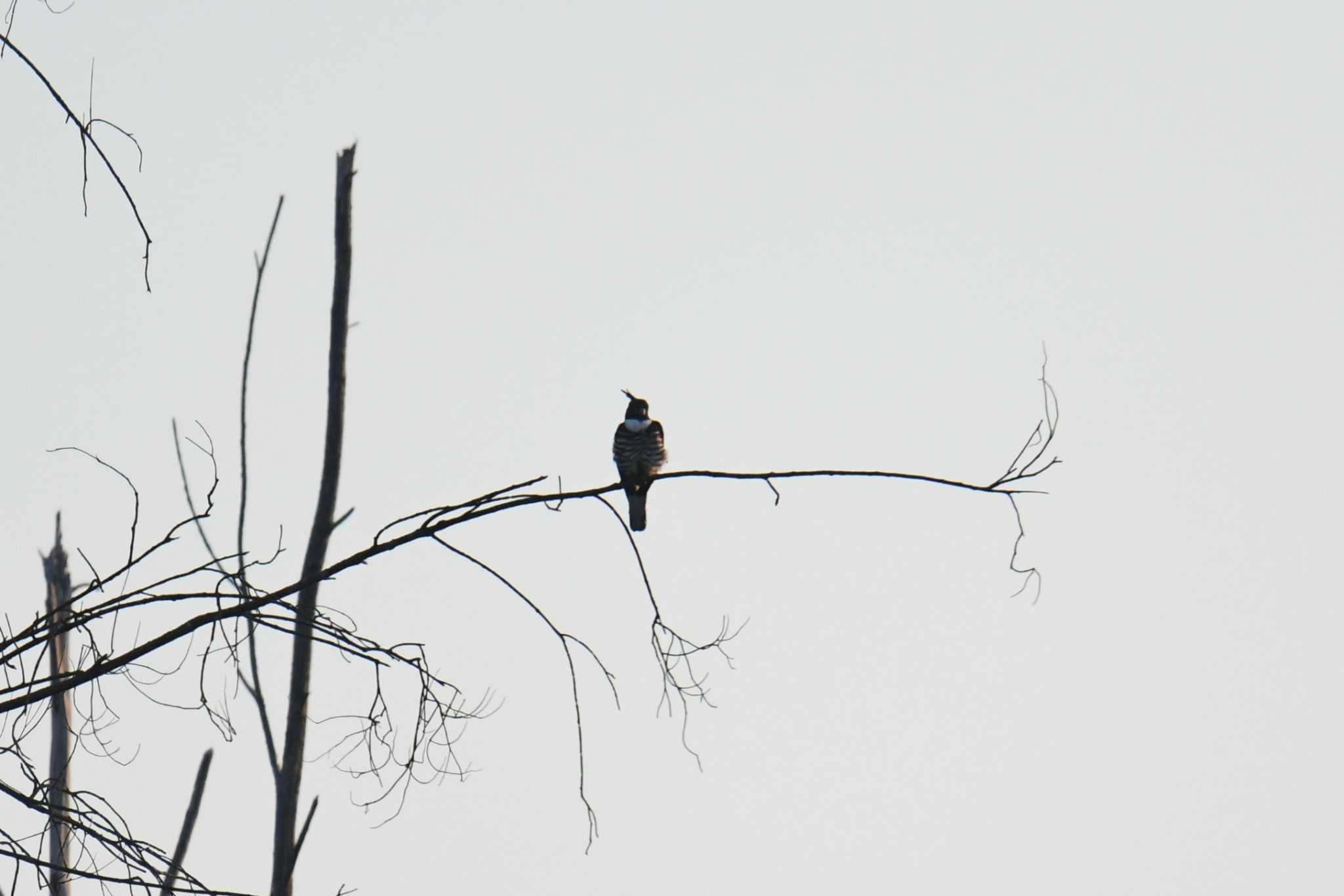 Koh Phra Thong National Park クロカッコウハヤブサの写真 by あひる