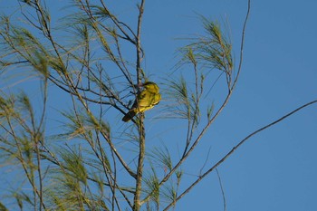 Black-naped Oriole Koh Phra Thong National Park Tue, 2/26/2019