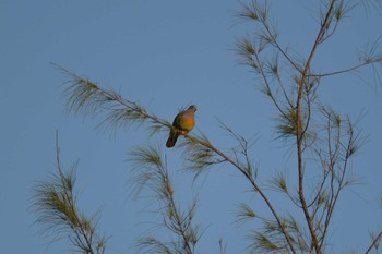 Pink-necked Green Pigeon Koh Phra Thong National Park Tue, 2/26/2019