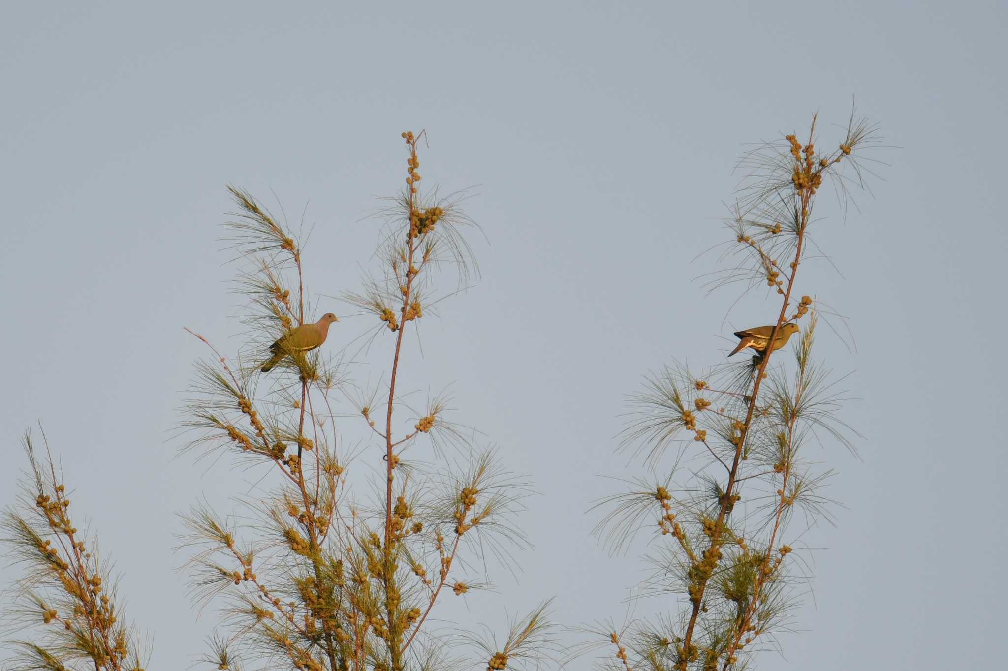 Photo of Pink-necked Green Pigeon at Koh Phra Thong National Park by あひる