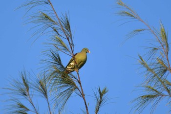 ハシブトアオバト Koh Phra Thong National Park 2019年2月26日(火)