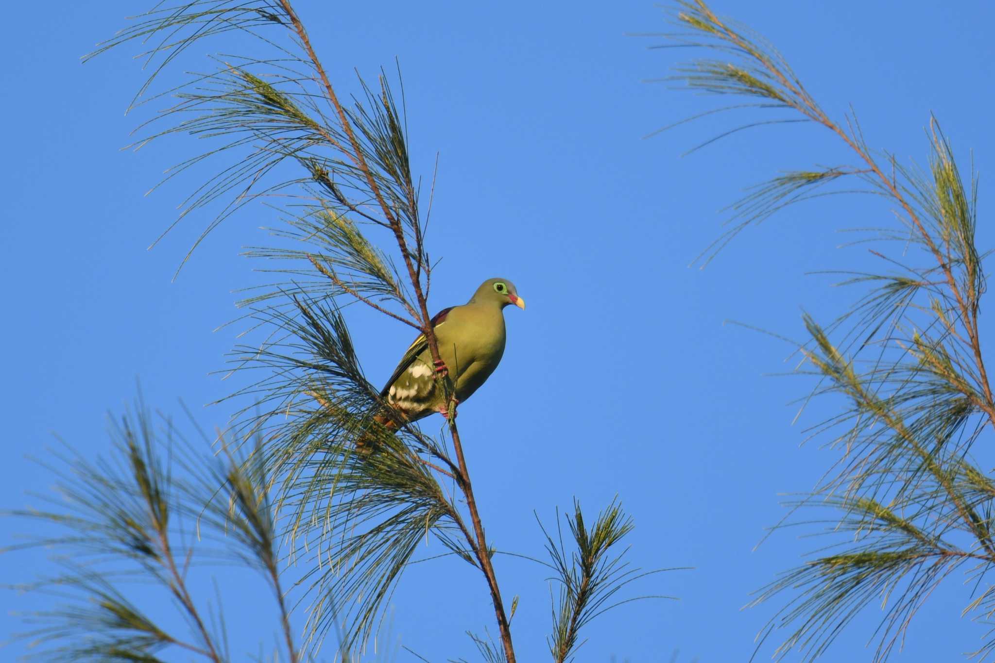 Thick-billed Green Pigeon