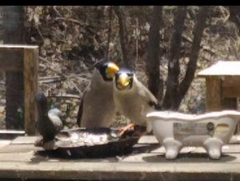 2019年4月18日(木) 長野県北佐久郡の野鳥観察記録