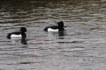 Tufted Duck Kushiro Port Tue, 3/26/2019