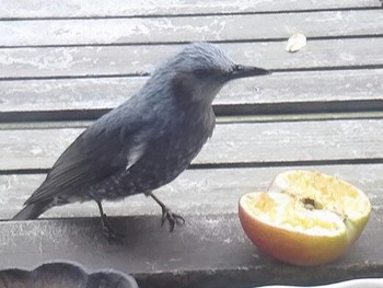 2019年4月21日(日) 長野県北佐久郡の野鳥観察記録