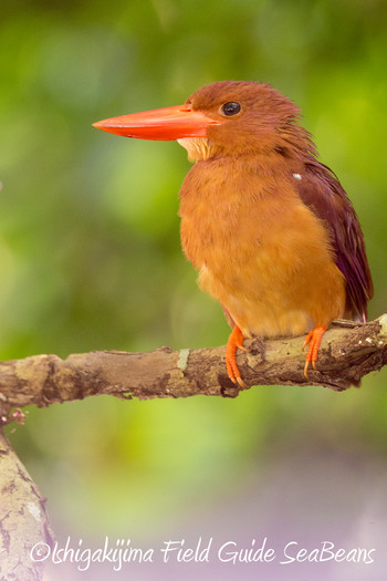 リュウキュウアカショウビン 石垣島 2019年5月22日(水)