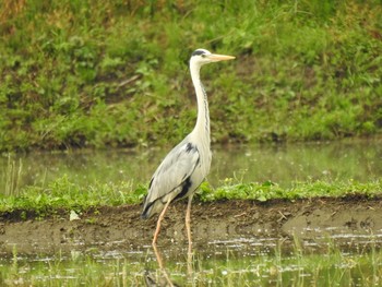 Grey Heron 嵐山渓谷 Wed, 5/22/2019