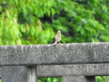 Eurasian Tree Sparrow 嵐山渓谷 Wed, 5/22/2019