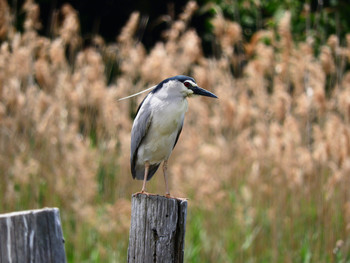 Black-crowned Night Heron