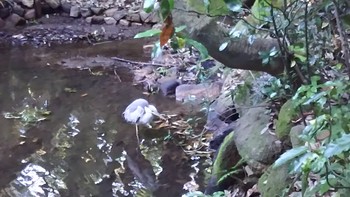 2019年5月23日(木) 東高根森林公園の野鳥観察記録