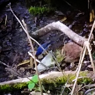 2019年5月14日(火) 長野県北佐久郡の野鳥観察記録