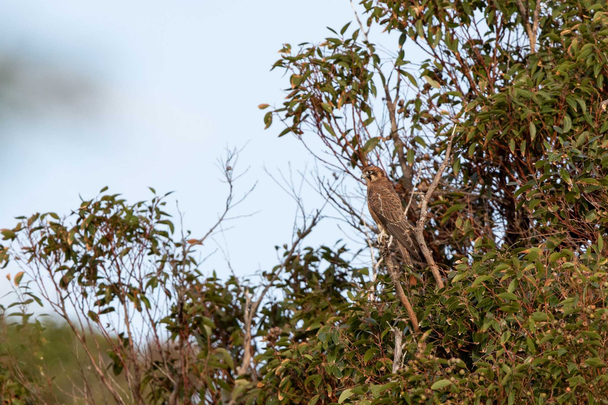 Brown Falcon