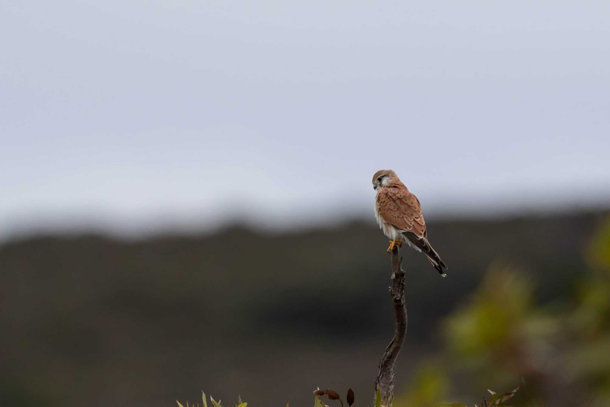 Photo of Nankeen Kestrel at Cheynes Beach by Trio