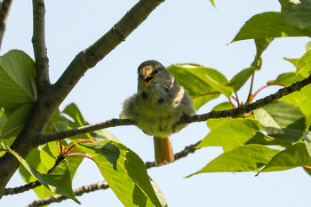 2019年5月23日(木) 三ツ池公園(横浜市鶴見区)の野鳥観察記録