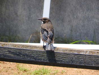 Blue Rock Thrush 浦上川 Thu, 5/23/2019