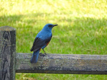 Blue Rock Thrush 浦上川 Thu, 5/23/2019