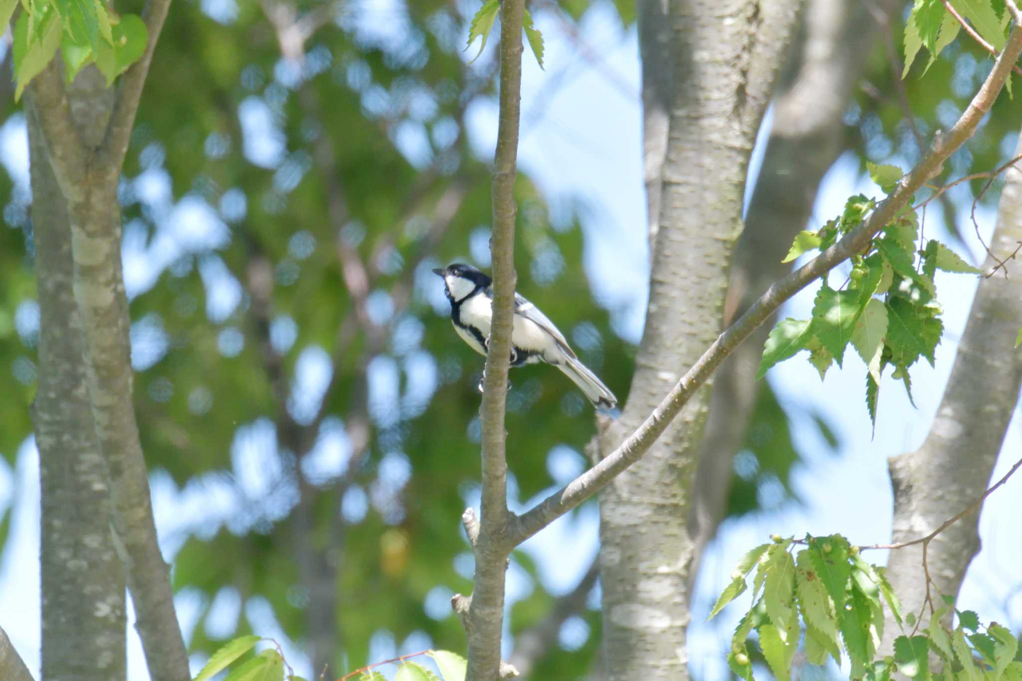 Photo of Japanese Tit at 滋賀県希望が丘文化公園 by masatsubo