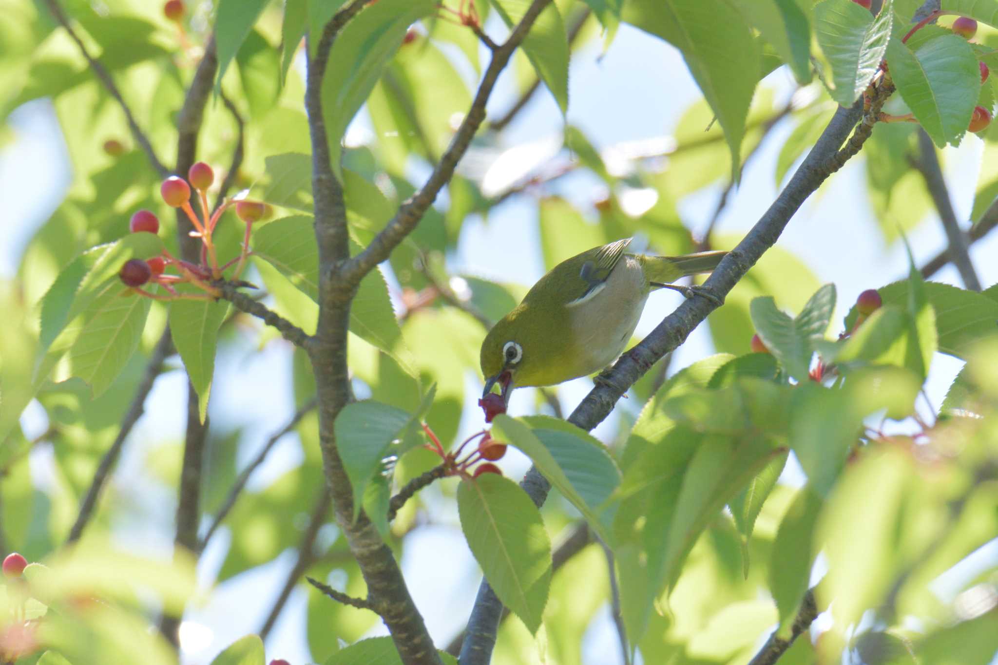 Warbling White-eye