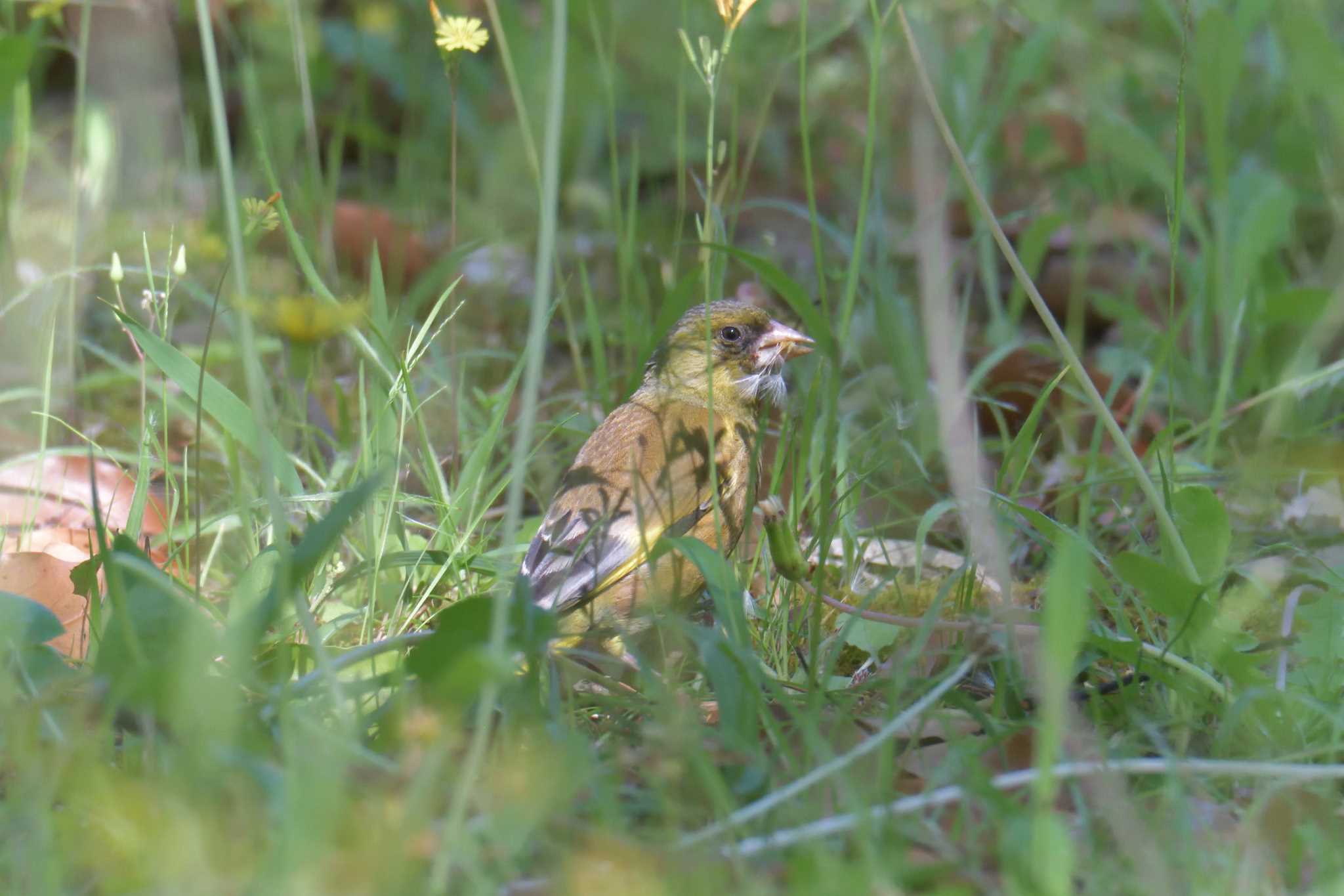 Grey-capped Greenfinch