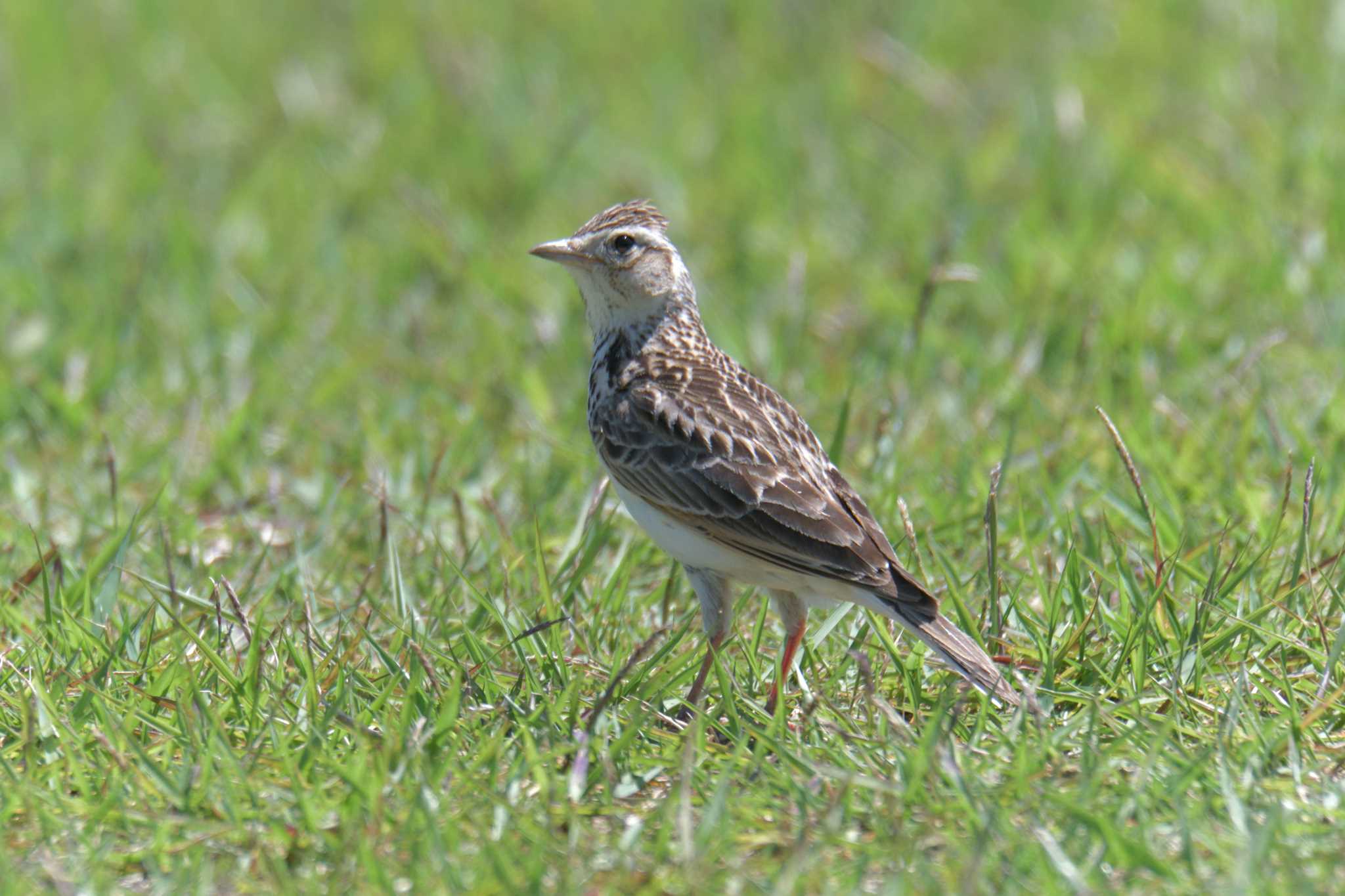 Photo of Eurasian Skylark at 滋賀県希望が丘文化公園 by masatsubo