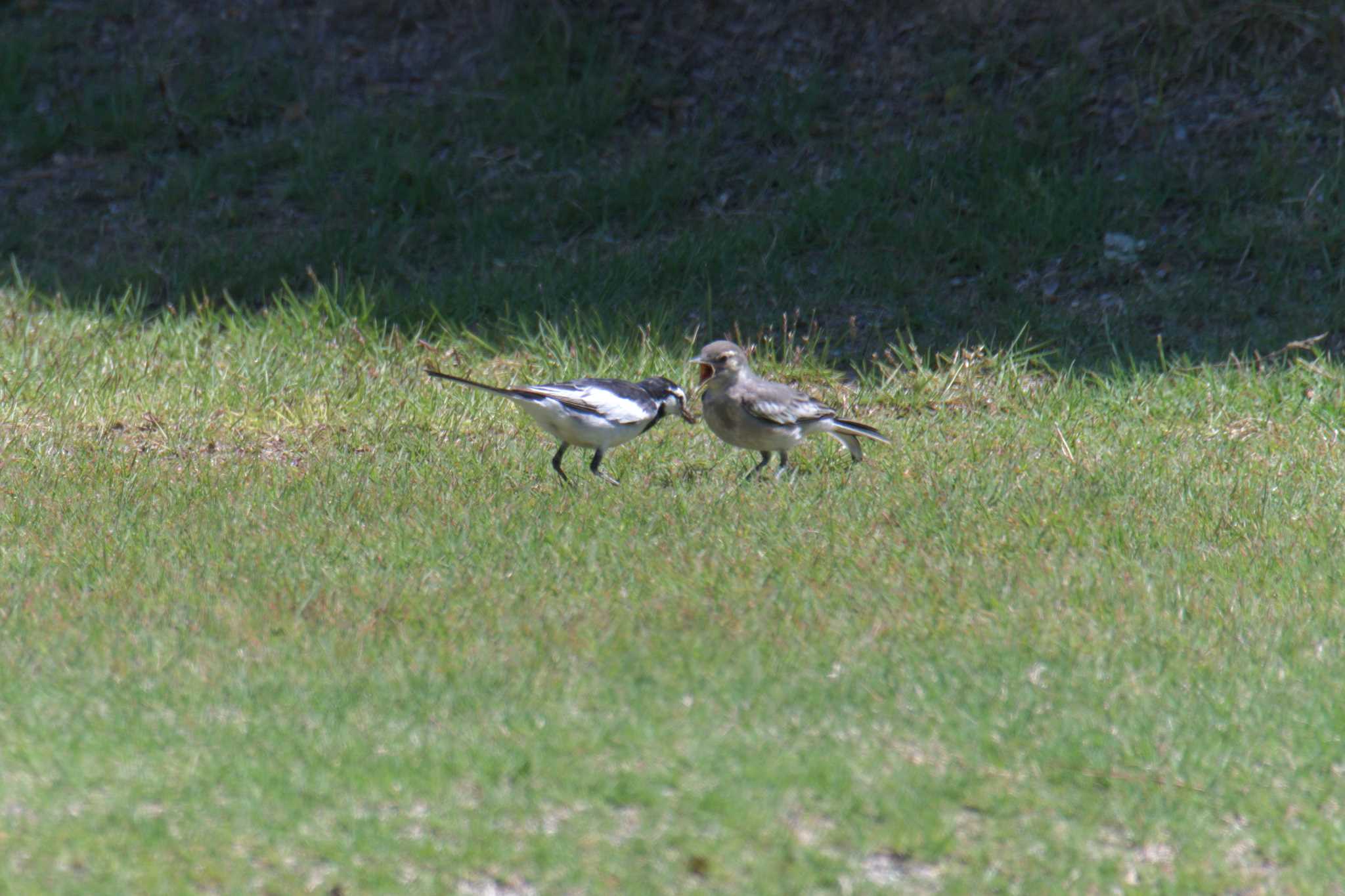 Japanese Wagtail