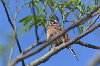 Thu, 5/23/2019 Birding report at 滋賀県近江富士花緑公園