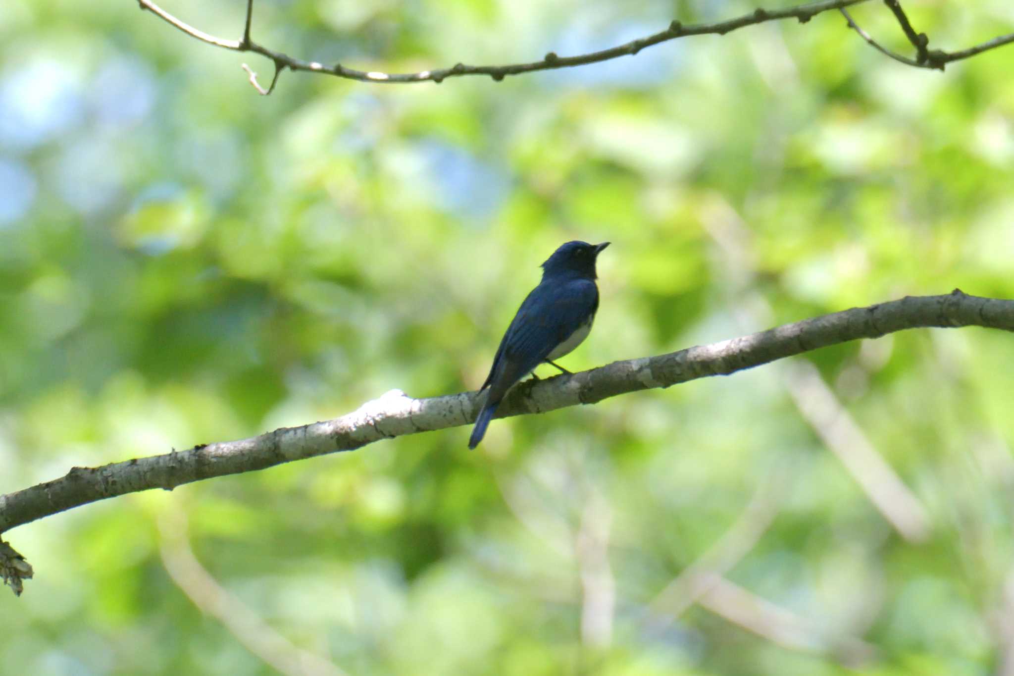 Blue-and-white Flycatcher