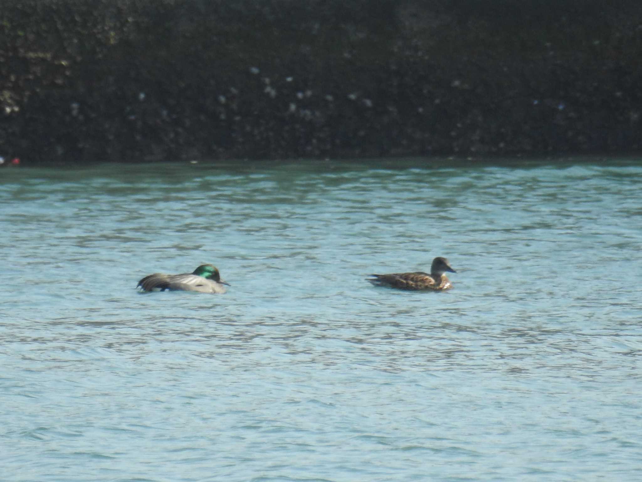 北海道　勇払 ヨシガモの写真 by でみこ