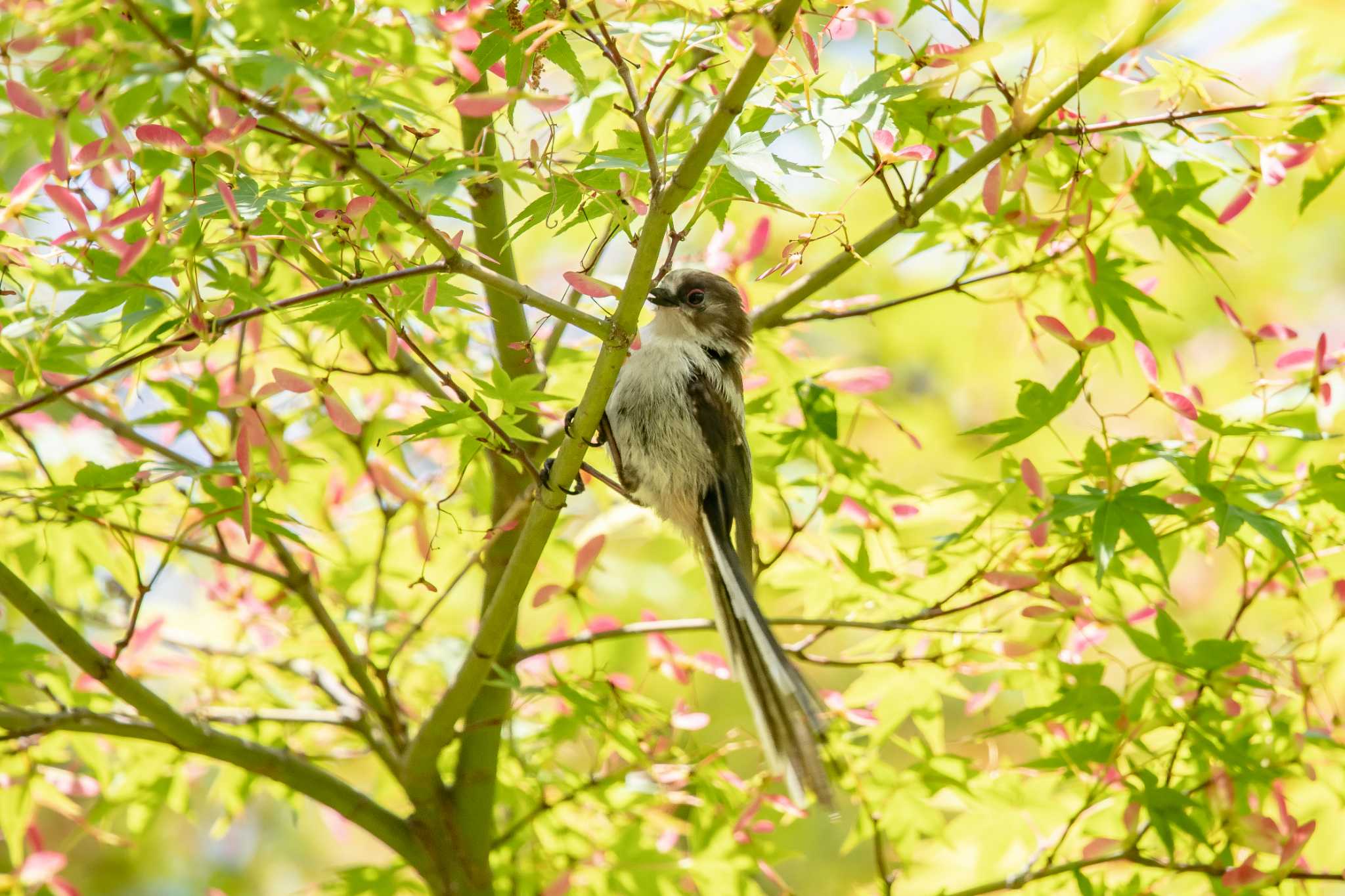 明石公園 エナガの写真 by ときのたまお