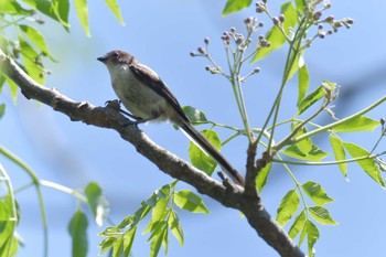 エナガ 滋賀県希望が丘文化公園 2019年5月23日(木)