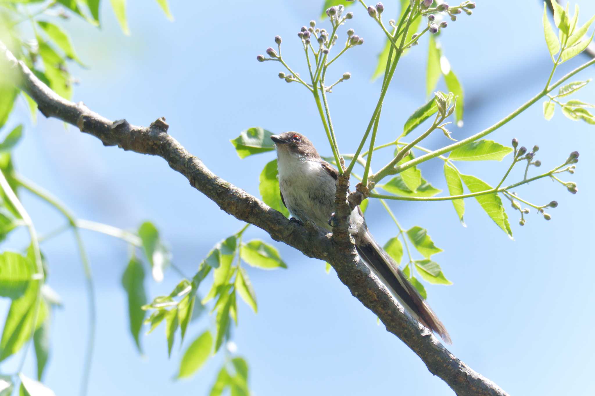 Photo of Long-tailed Tit at 滋賀県希望が丘文化公園 by masatsubo