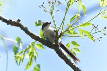 エナガ 滋賀県希望が丘文化公園 2019年5月23日(木)