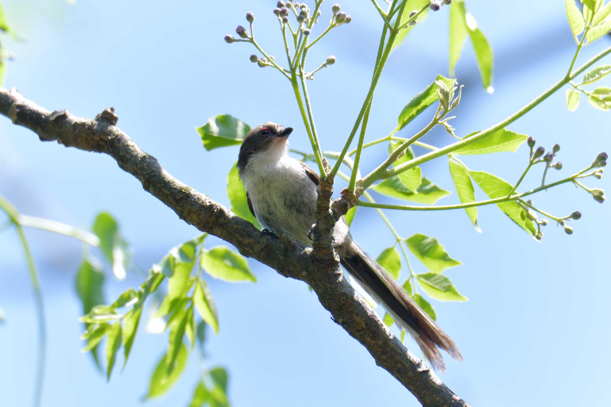 滋賀県希望が丘文化公園 エナガの写真 by masatsubo