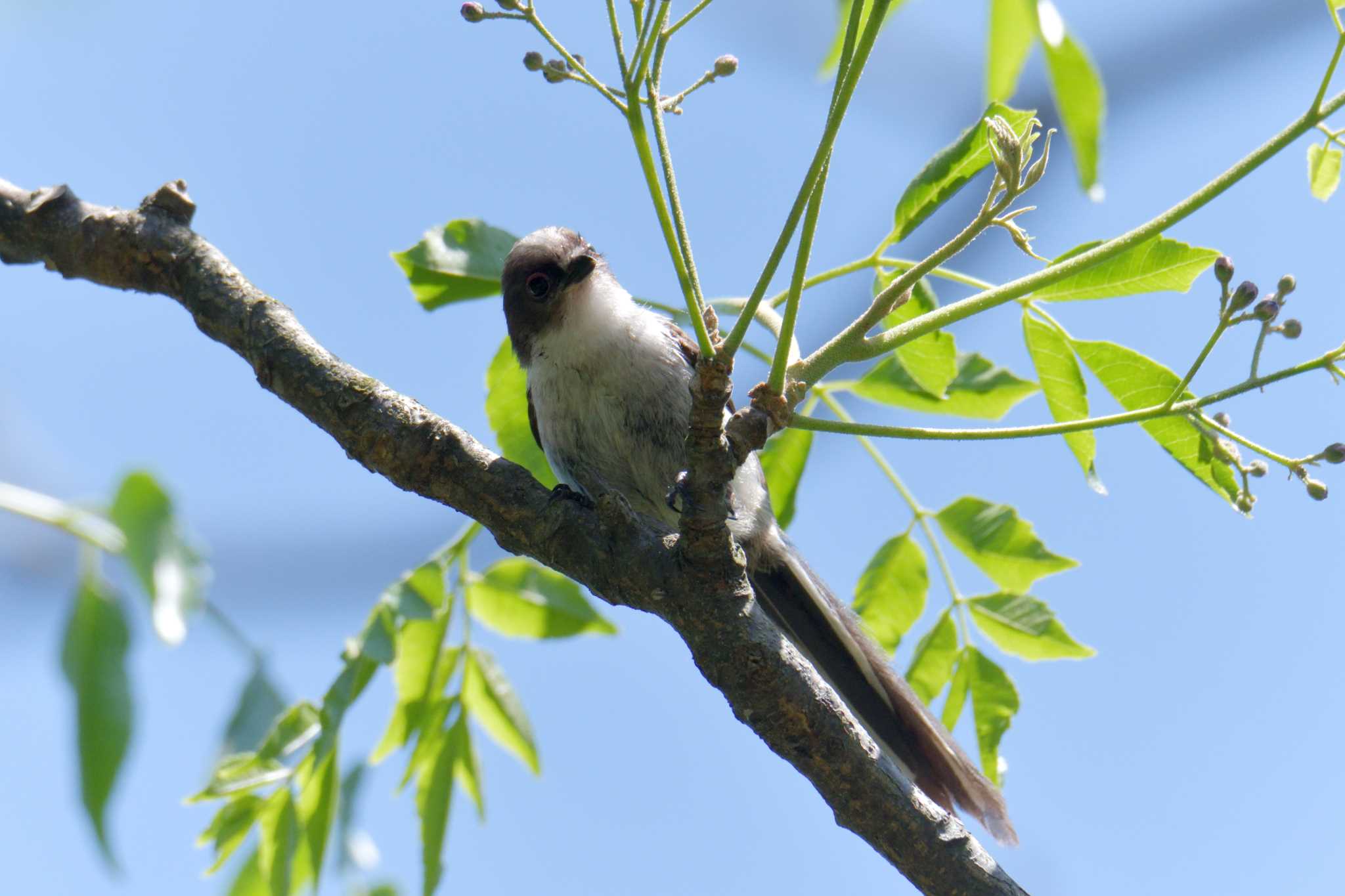 Long-tailed Tit