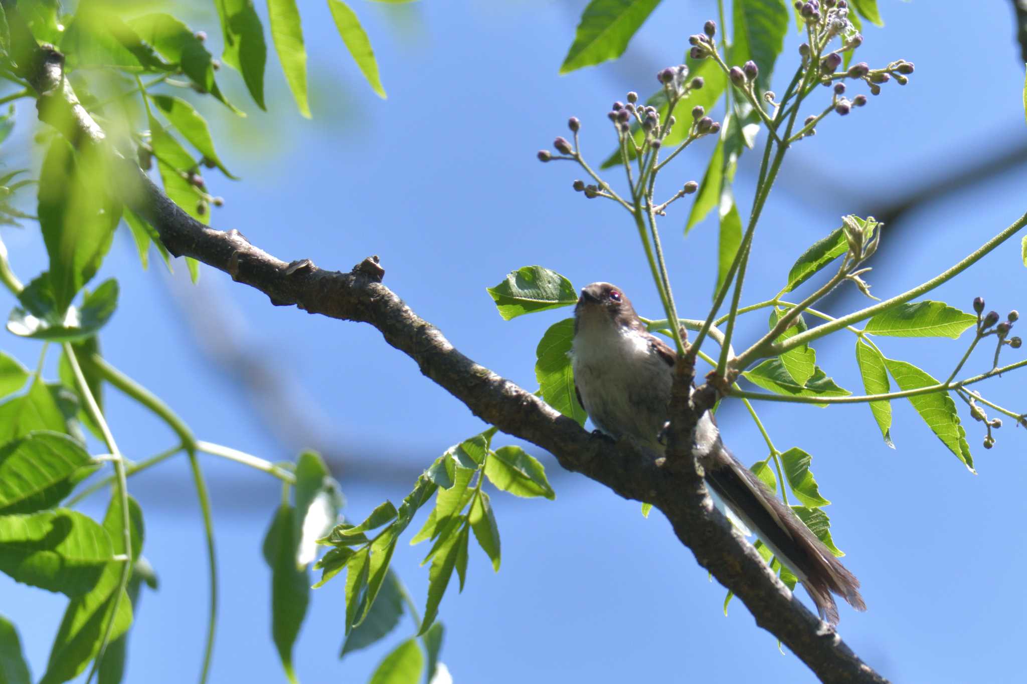 滋賀県希望が丘文化公園 エナガの写真 by masatsubo