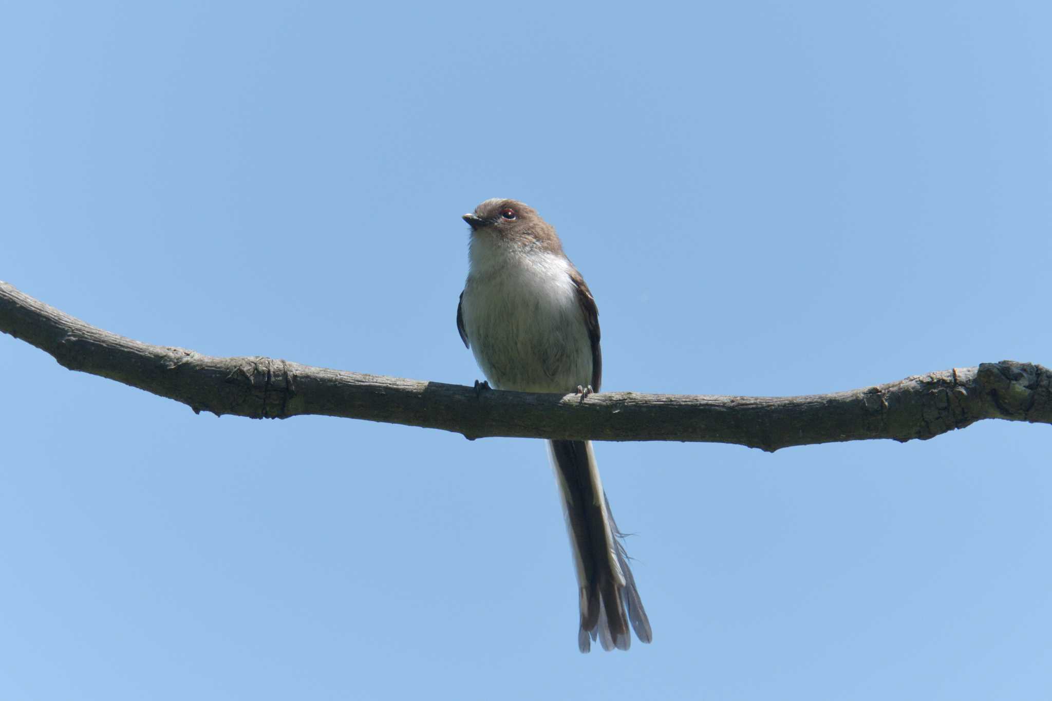 Photo of Long-tailed Tit at 滋賀県希望が丘文化公園 by masatsubo