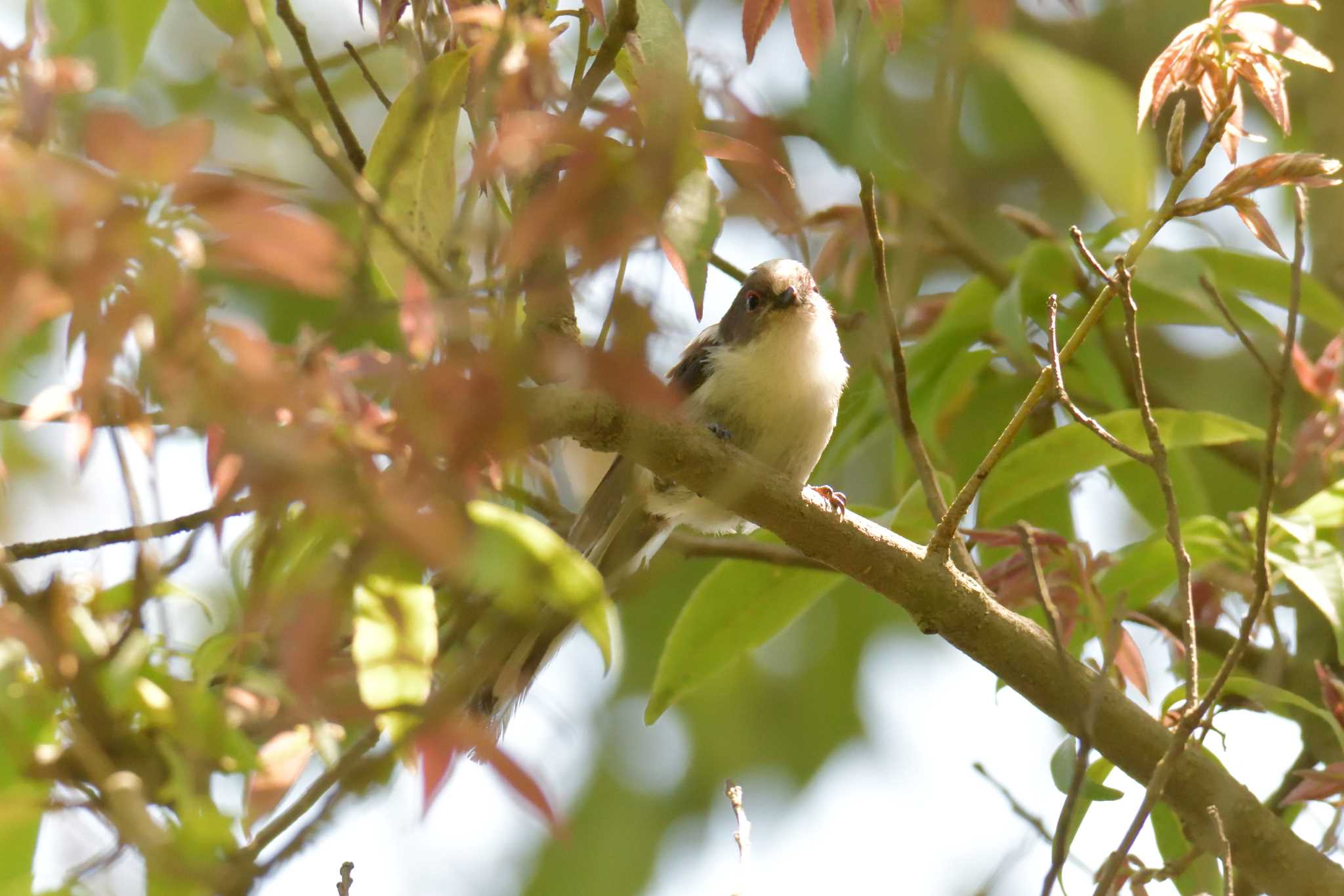 Photo of Long-tailed Tit at 滋賀県希望が丘文化公園 by masatsubo